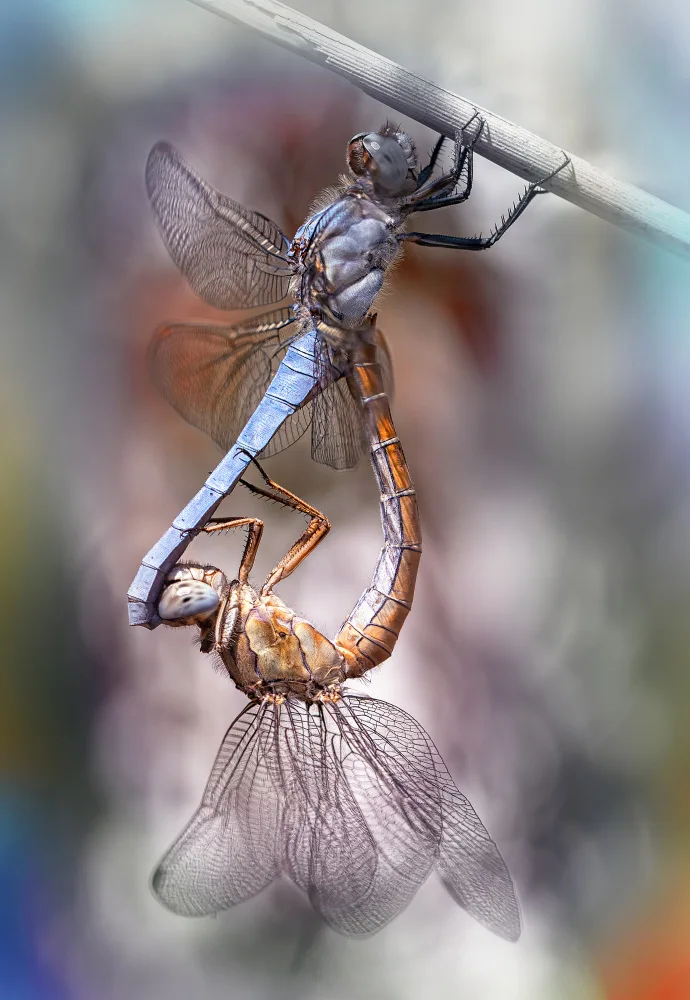 Daminelli, Fabrizio: Orthetrum brunneum - Paarung