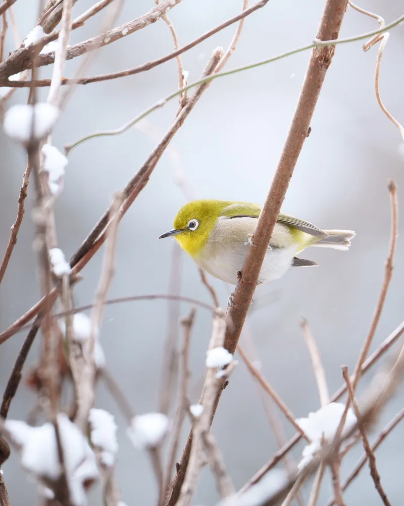 Shiratori, Shota: Foglie invernali