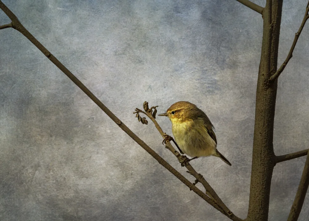 Meligy, Bassant: Solitudine