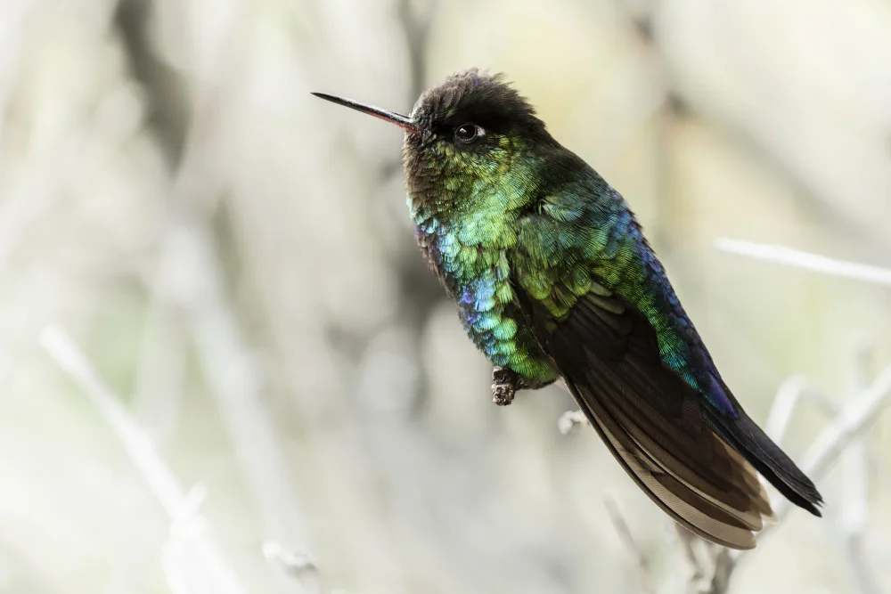 Wirtz, Caroline: Colors of nature