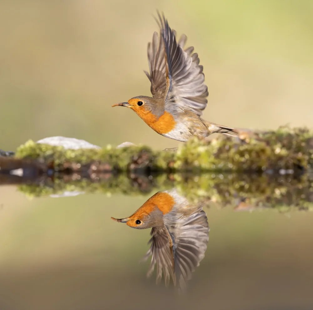 Barisone, Marco: Der Abgang von Robin