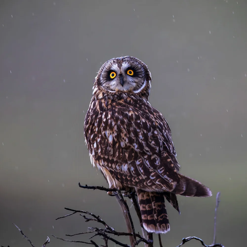 (吉星高照), Taksing: hibou des marais
