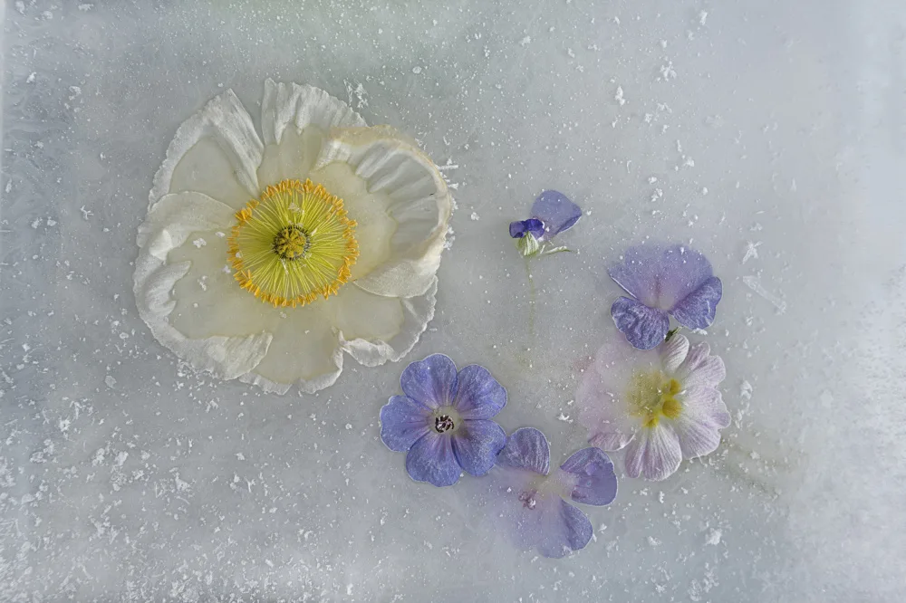 Uranga, Pedro: Mohn und andere Blumen.