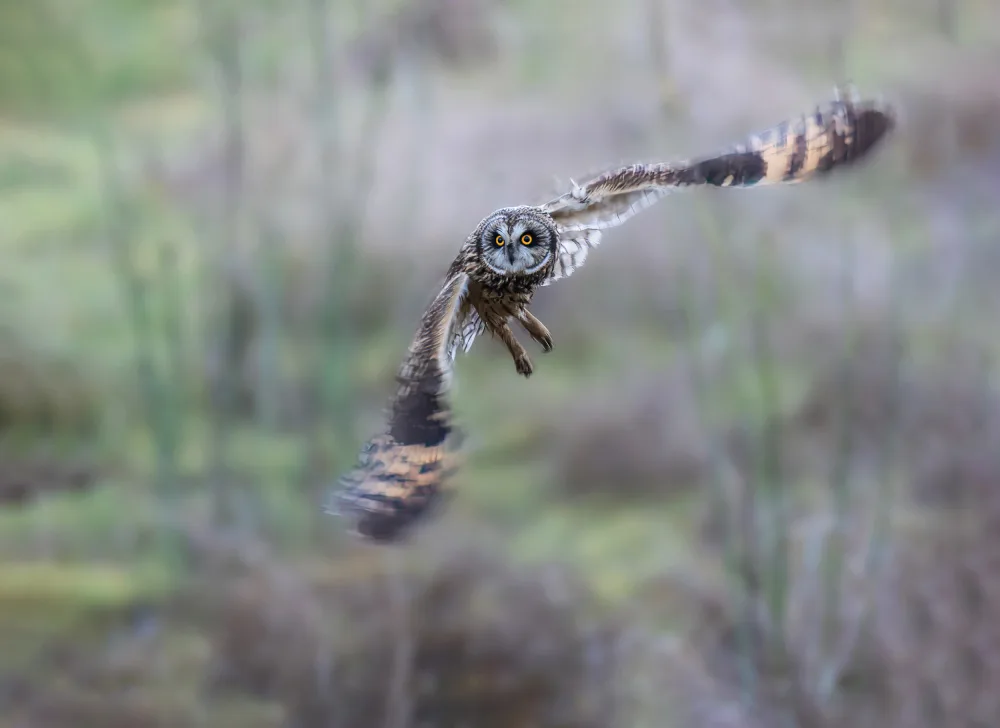 (吉星高照), Taksing: hibou des marais