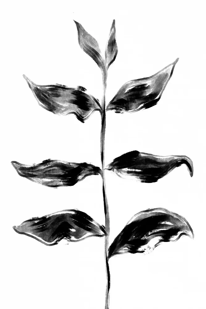 Martina: Plante noire