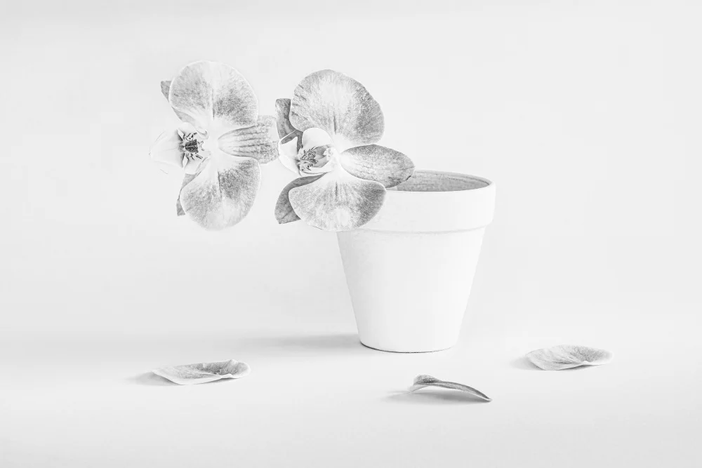 Zhang, Lisa: Zwei wunderschöne Blumen