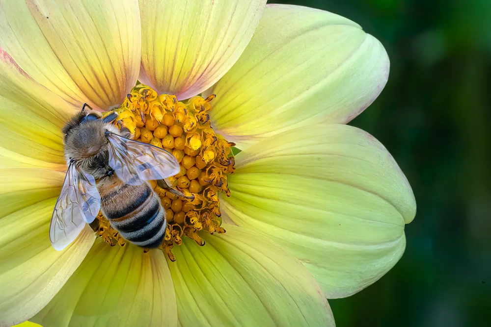 Leinemann, Ulrike: Blumenschmaus 2