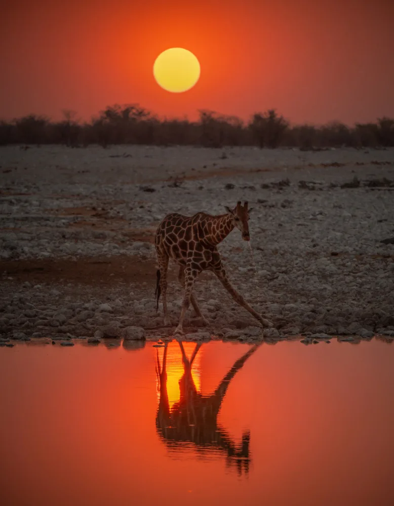 Telhami, Isam: durstige Giraffe