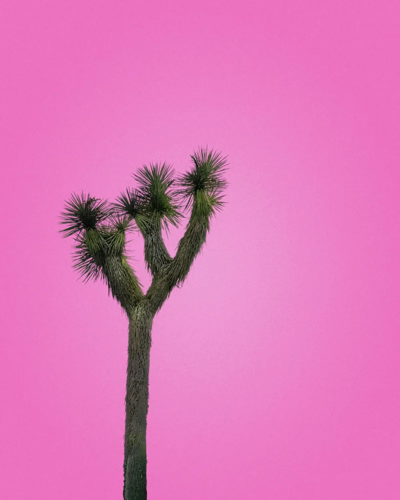 Windeknecht, Tom: Joshua Tree mit rosa Himmel