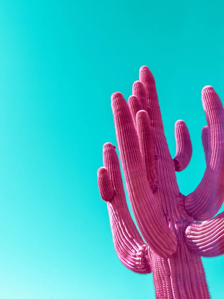 Windeknecht, Tom: Magentarosa Saguaro
