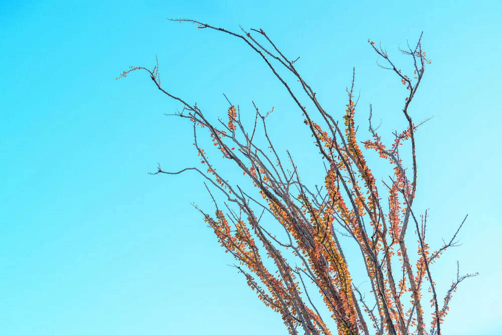 Windeknecht, Tom: Ocotillo im Herbst