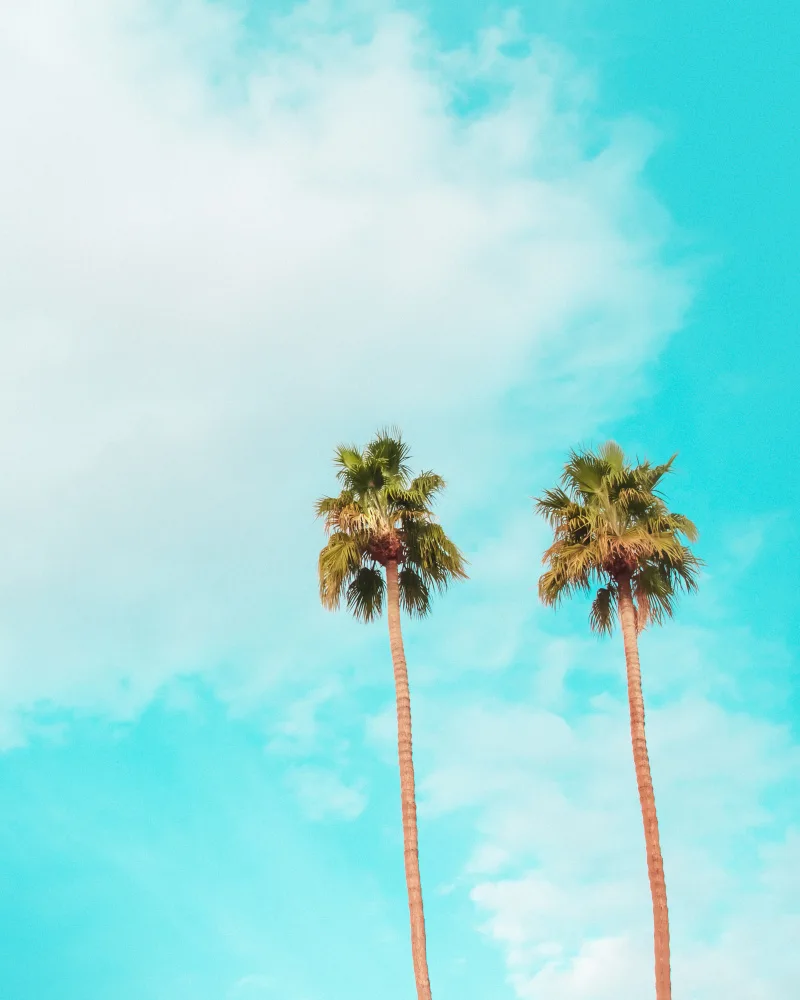 Windeknecht, Tom: Twin Palms