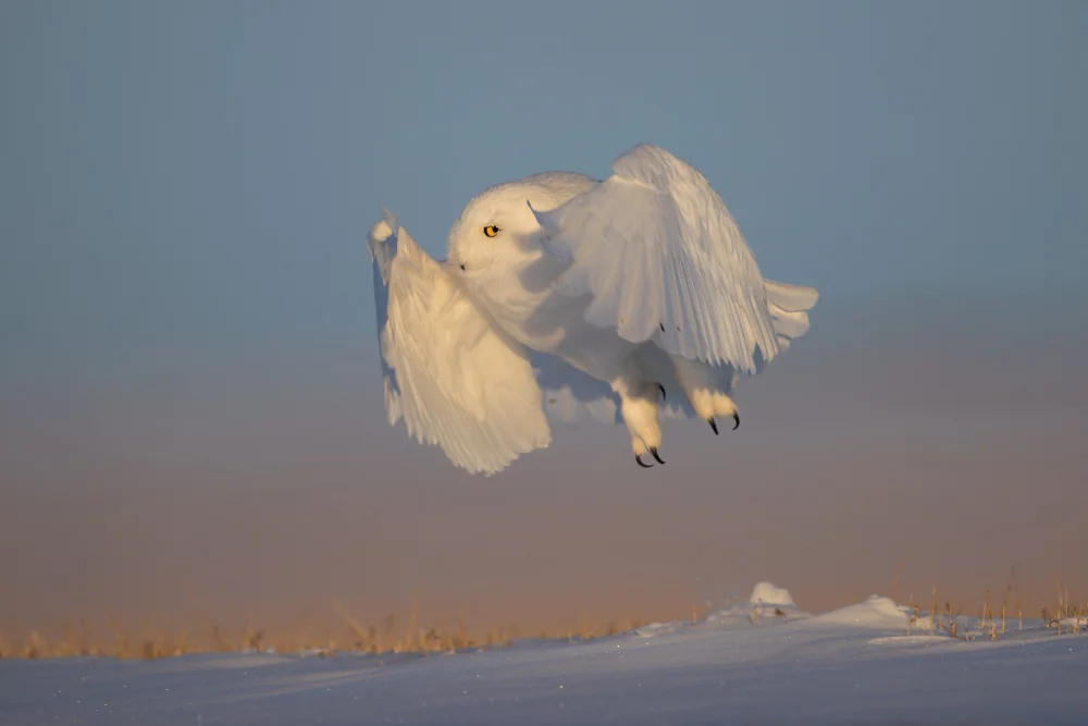 Zuo, Jun: Harfang des neiges