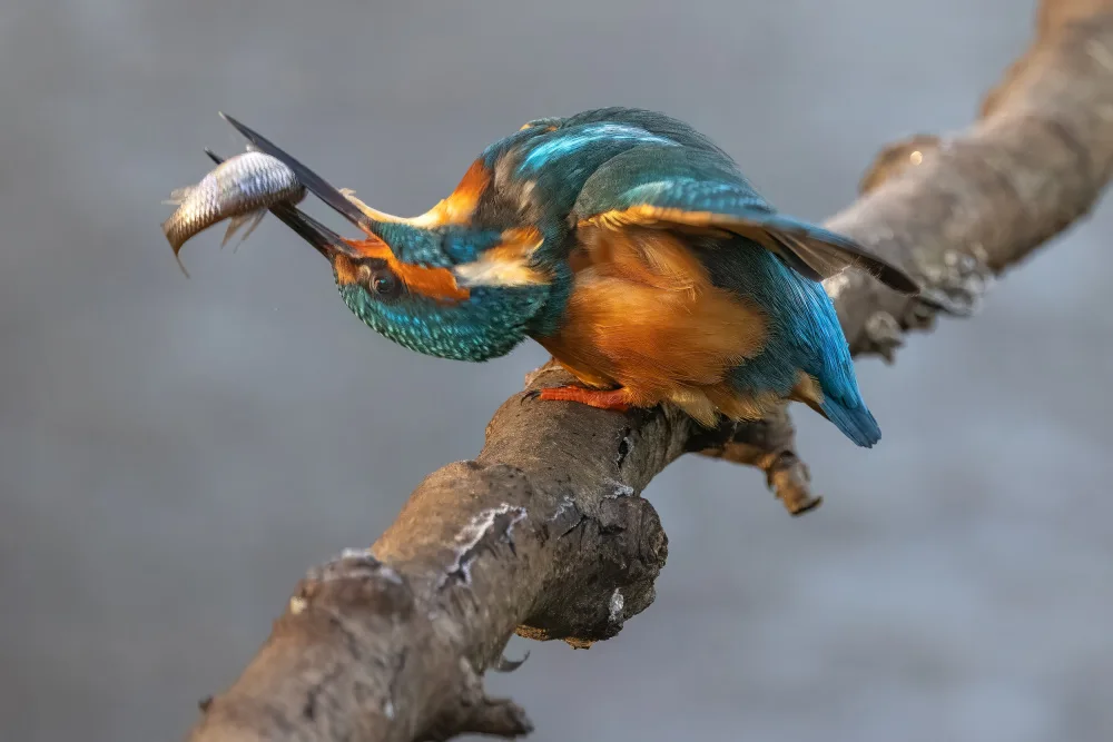 Haenen, Jeke: Martín pescador