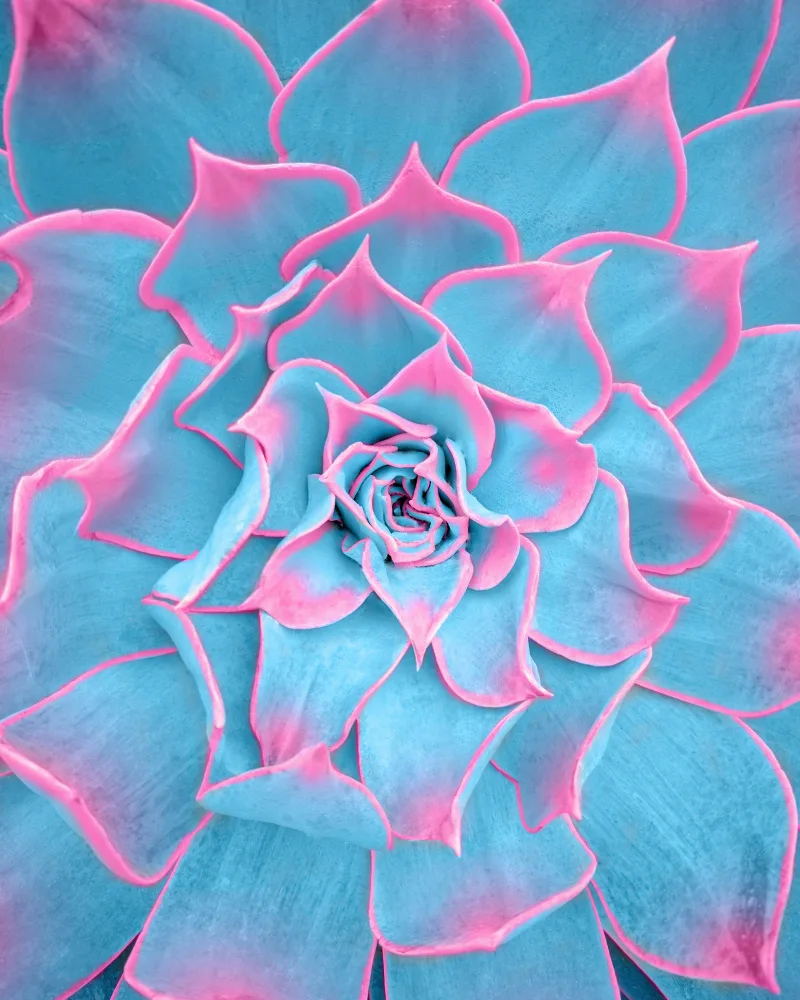 Windeknecht, Tom: Blaue und rosa Sukkulente