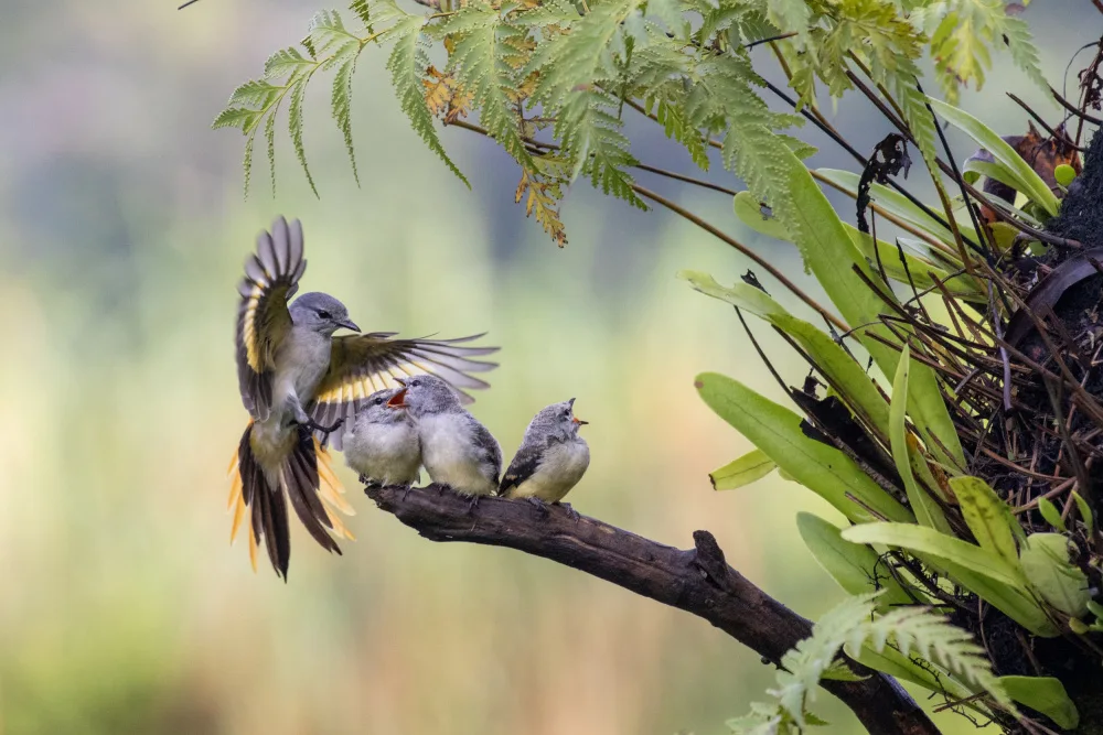 Widjaja, Sally: Pájaro de Montana