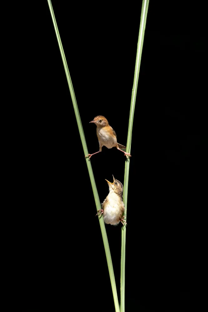 Widjaja, Sally: pájaro kung-fu