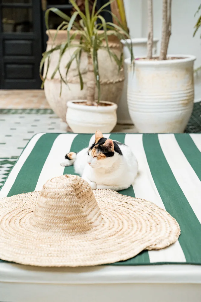 Schenk, Henrike: Katze in Marrakesch
