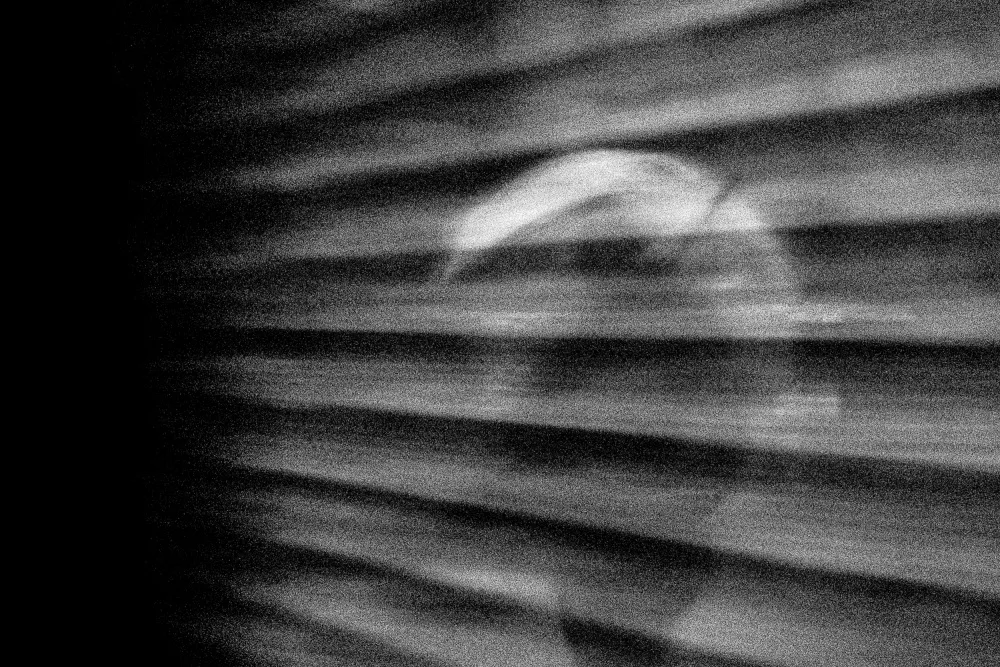 Wixson, Andrew: feiner Schatten