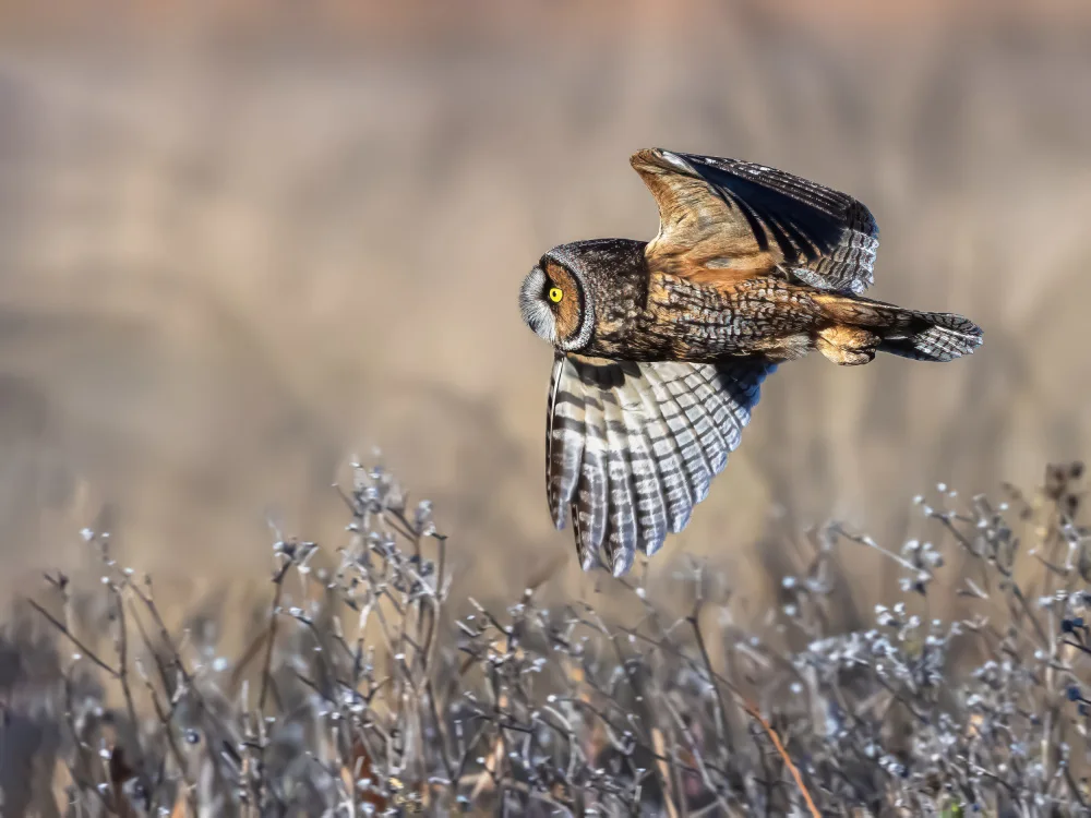 (吉星高照), Taksing: Hibou des marais