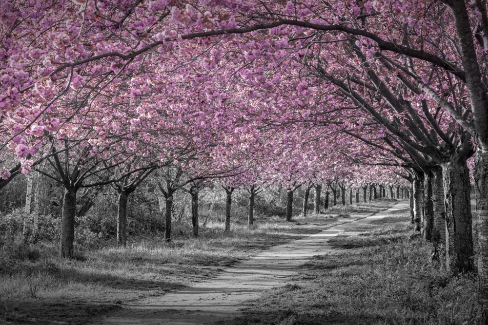 Viola, Melanie: Bezaubernde Kirschblütenallee in Rosa