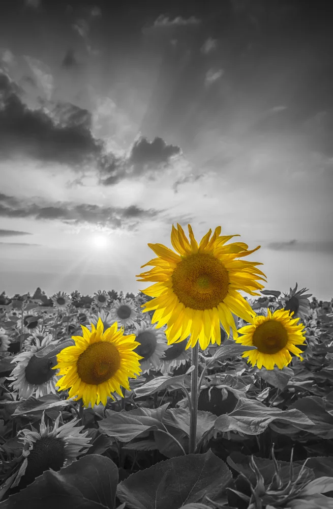Viola, Melanie: Gelbe Pop-Sonnenblumen