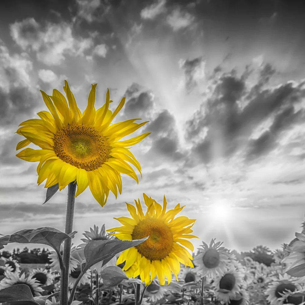 Viola, Melanie: Konzentrieren Sie sich auf zwei Sonnenblumen