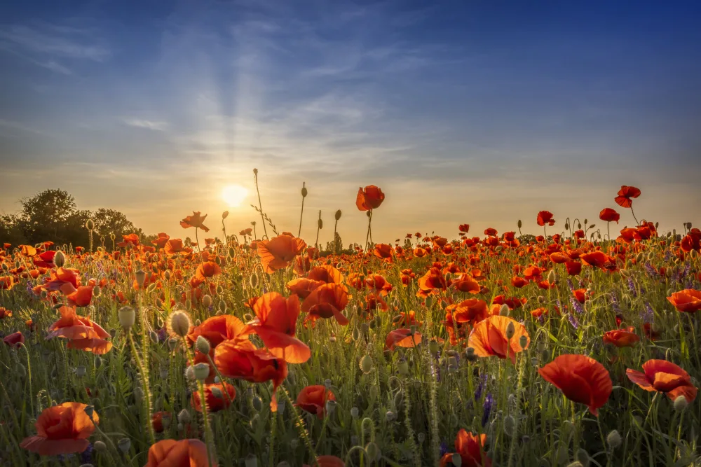 Viola, Melanie: Mohnidylle im Sonnenuntergang