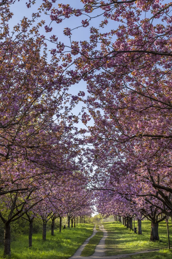 Viola, Melanie: Idyllischer Kirschblütenweg