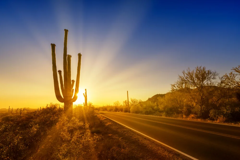 Viola, Melanie: SAGUARO-NATIONALPARK Untergehende Sonne
