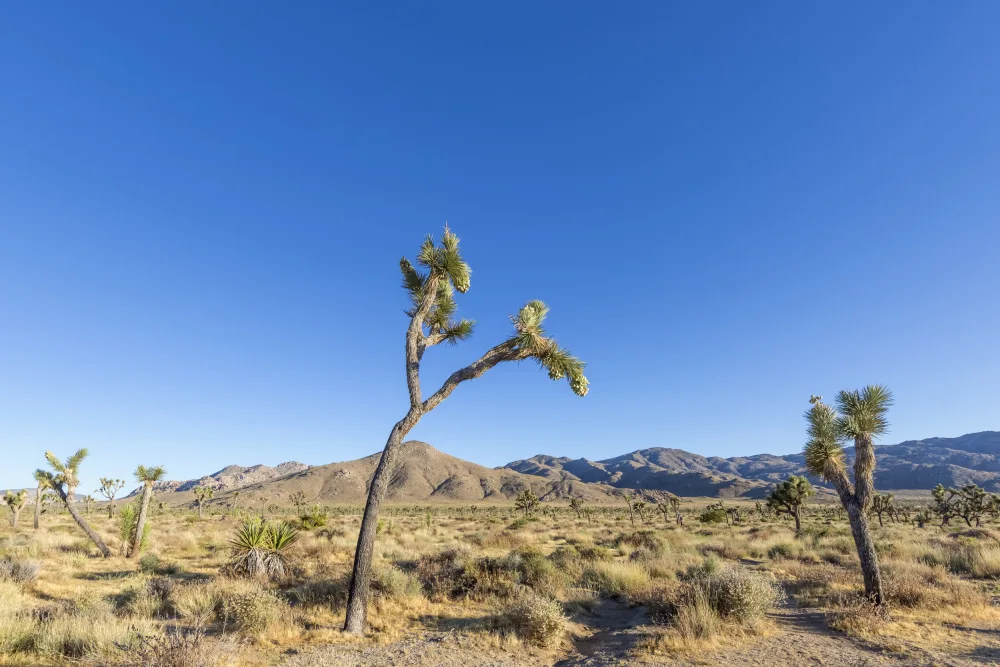 Viola, Melanie: Dojem národního parku Joshua Tree