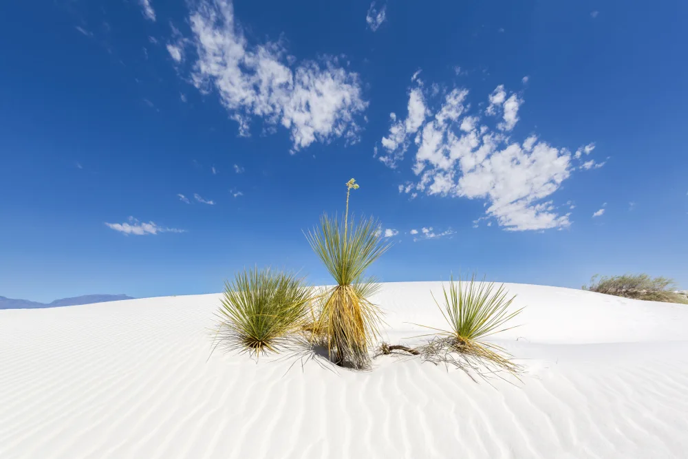 Viola, Melanie: White Sands Impression