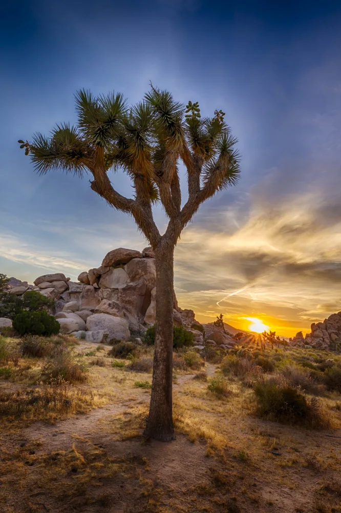 Viola, Melanie: Bezaubernder Sonnenuntergang im Joshua Tree Nationalpark
