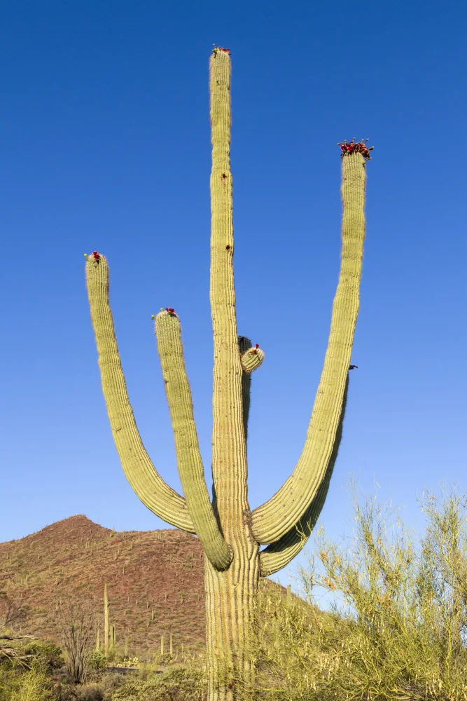 Viola, Melanie: SAGUARO-NATIONALPARK Riesen-Saguaro