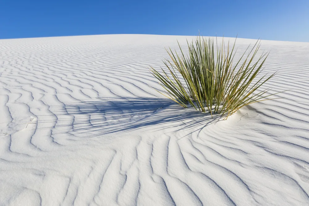 Viola, Melanie: WHITE SANDS Idyllische Landschaft