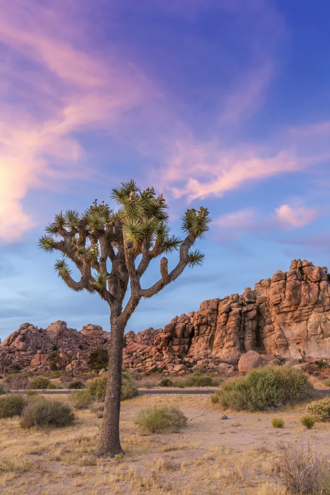 Viola, Melanie: Joshua Tree Abendstimmung