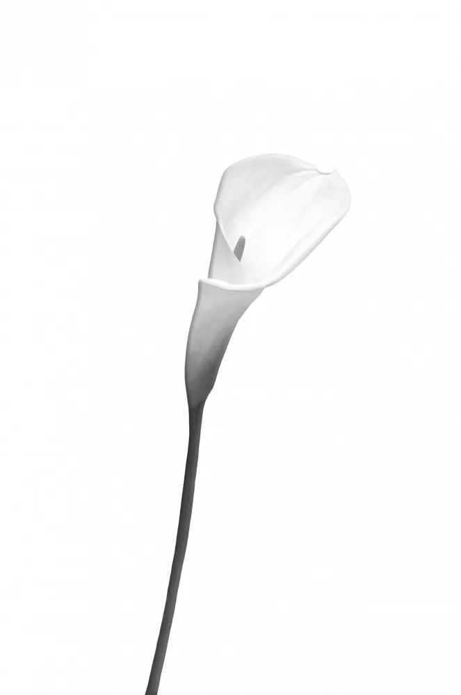 Viola, Melanie: Calla | světlý design