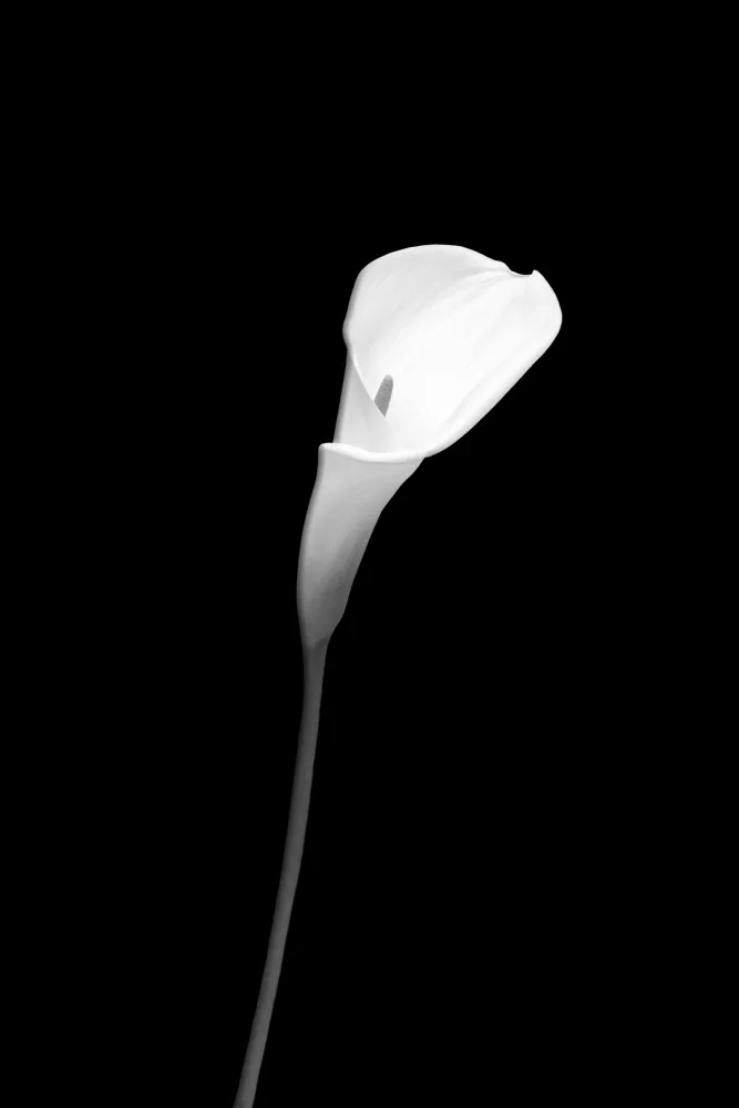 Viola, Melanie: Calla | tmavé provedení