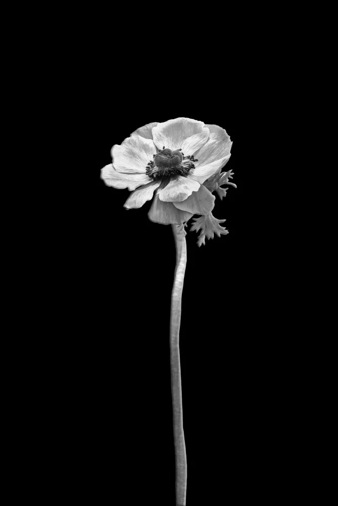 Viola, Melanie: Anemone Coronaria | dunkles Design