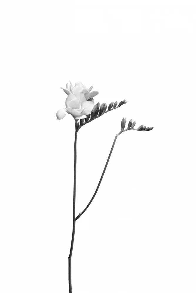 Viola, Melanie: Freesie | helles Design