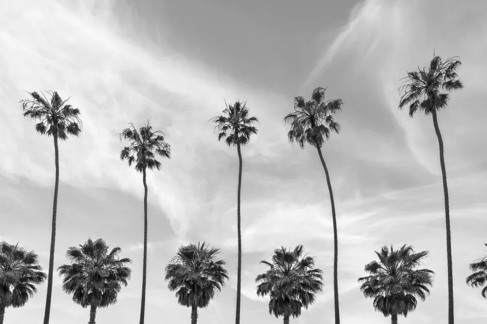 Viola, Melanie: Palme a La Jolla,California