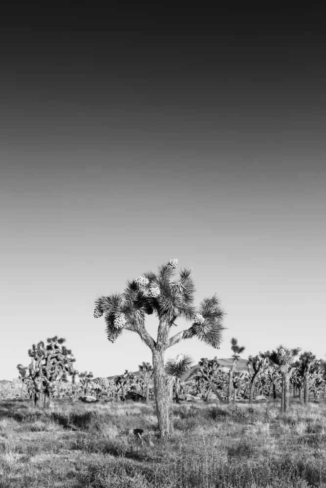 Viola, Melanie: Alberi di Joshua - monocromatici