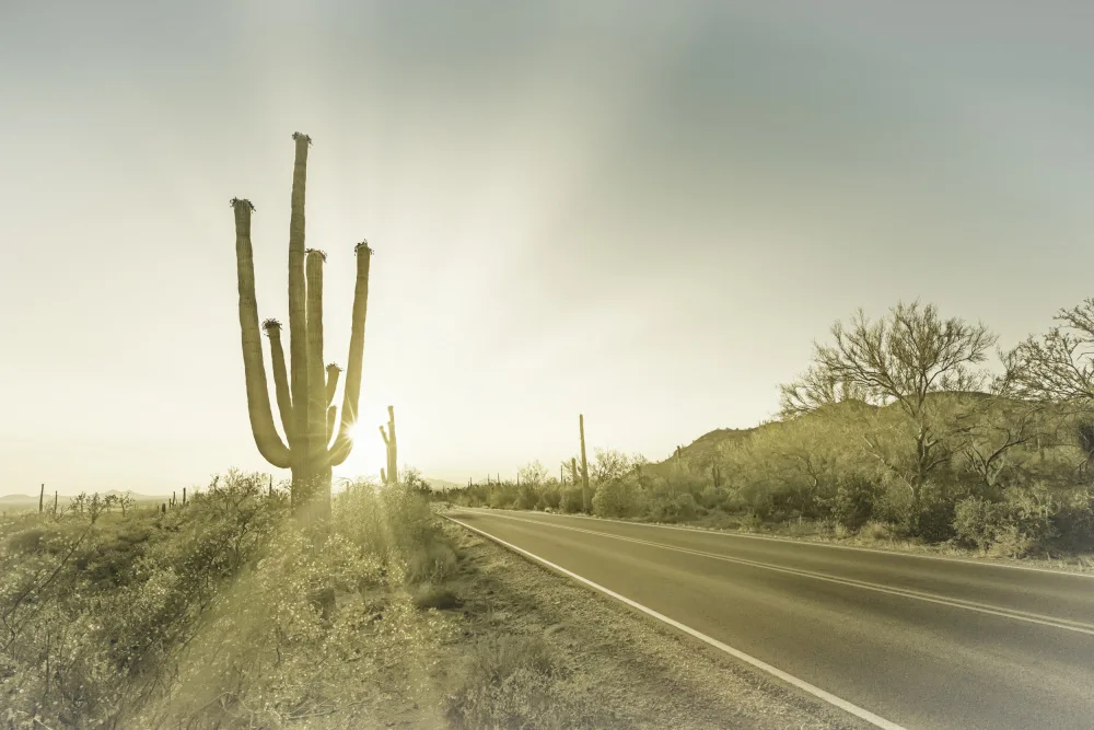 Viola, Melanie: SAGUARO-NATIONALPARK Untergehende Sonne | Jahrgang
