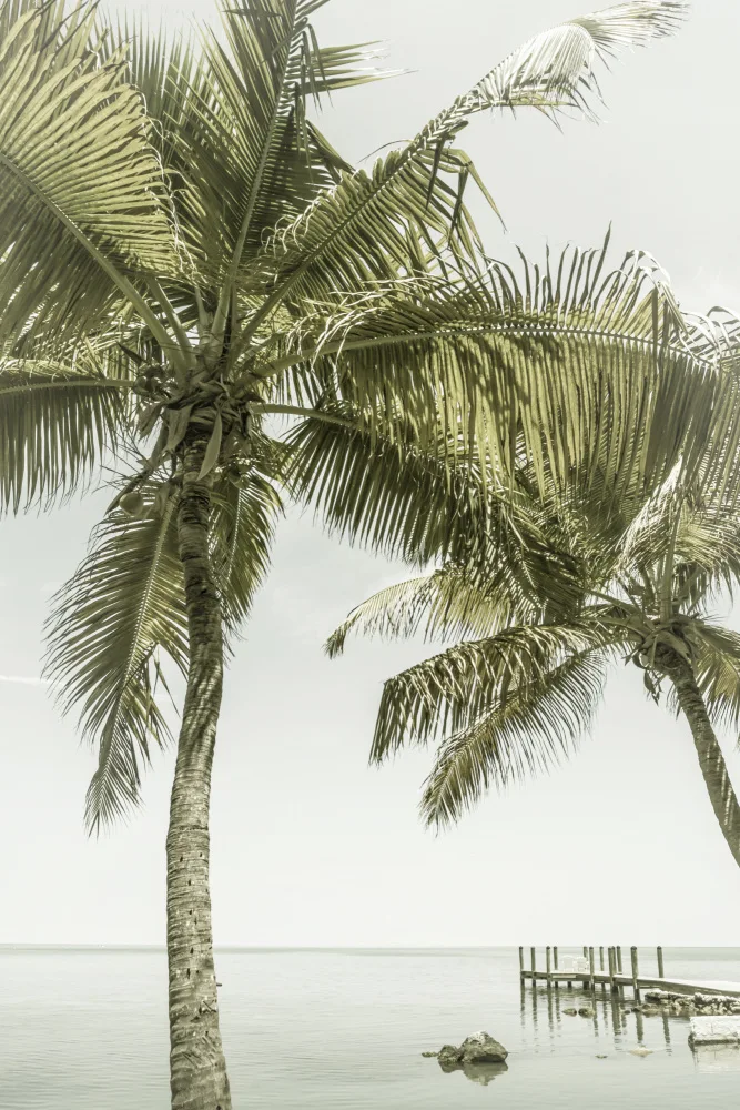 Viola, Melanie: FLORIDA Nebeské místo | Vinobraní