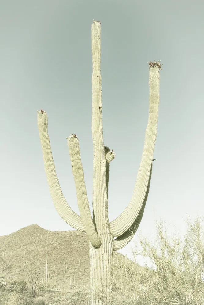 Viola, Melanie: SAGUARO-NATIONALPARK Vintage Riesen-Saguaro