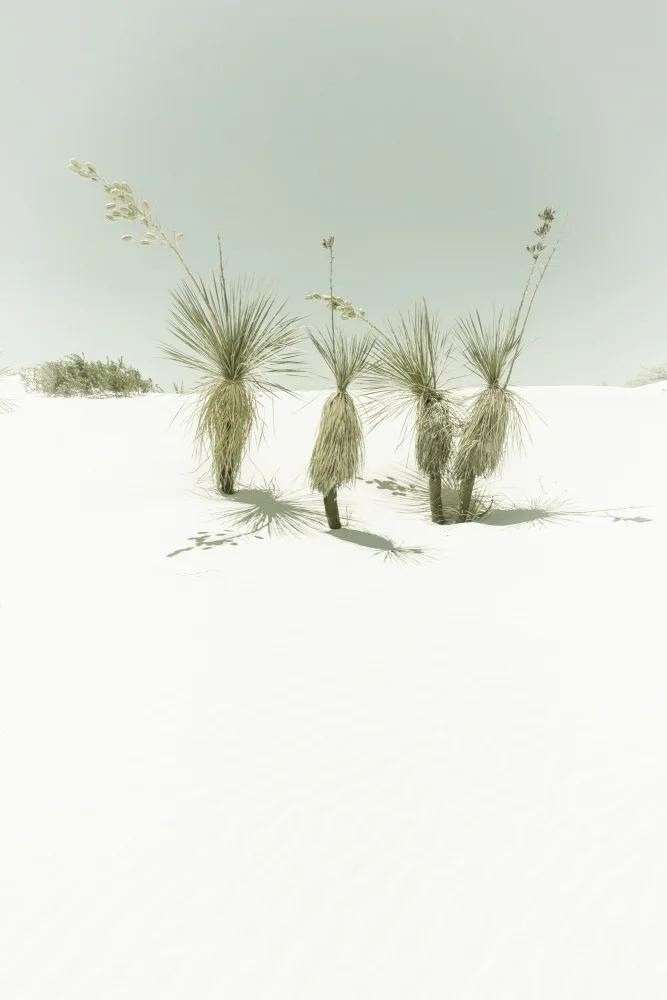 Viola, Melanie: WHITE SANDS Vintage-Landschaft