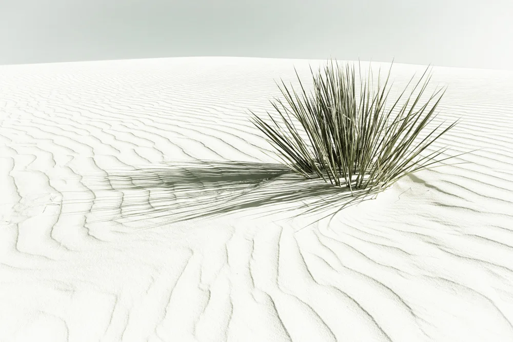 Viola, Melanie: WHITE SANDS Vintage Dune