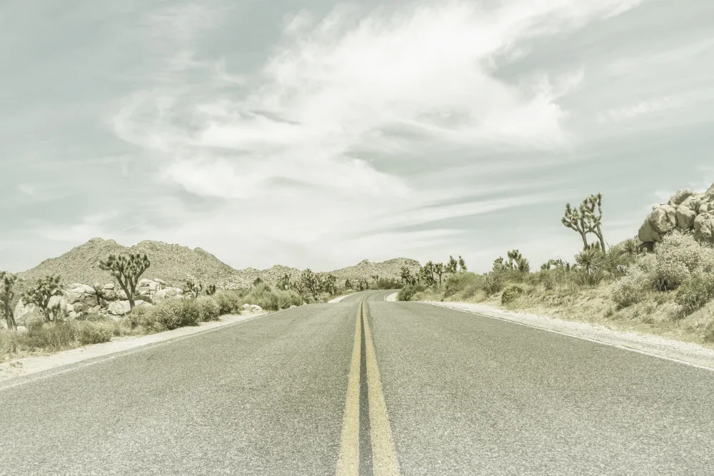 Viola, Melanie: Vintage Joshua Trees,Park Boulevard