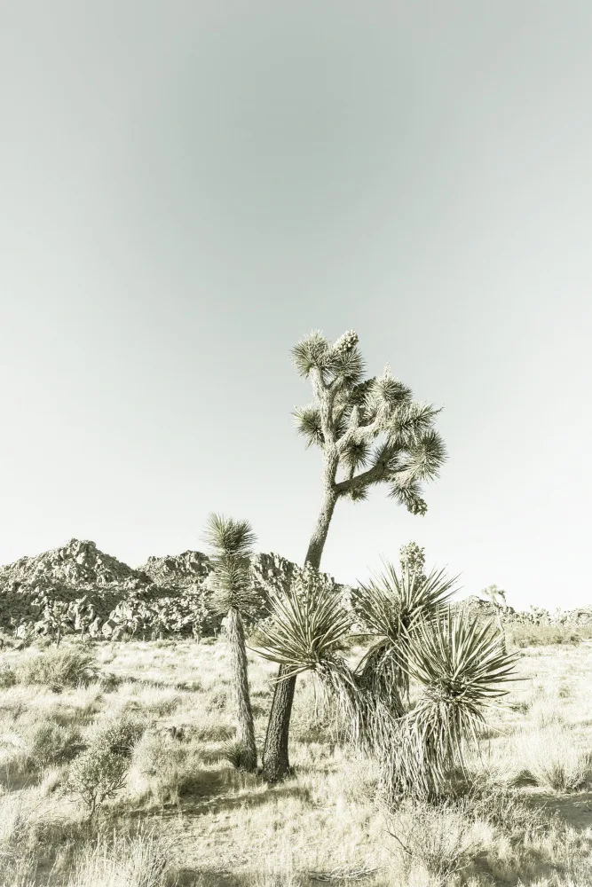 Viola, Melanie: Národní park Joshua Tree Vintage dojem