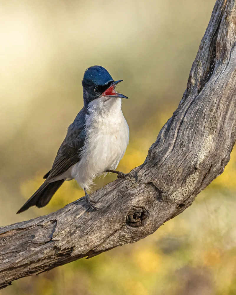 ahmadabdelhameed: Restless flycatcher